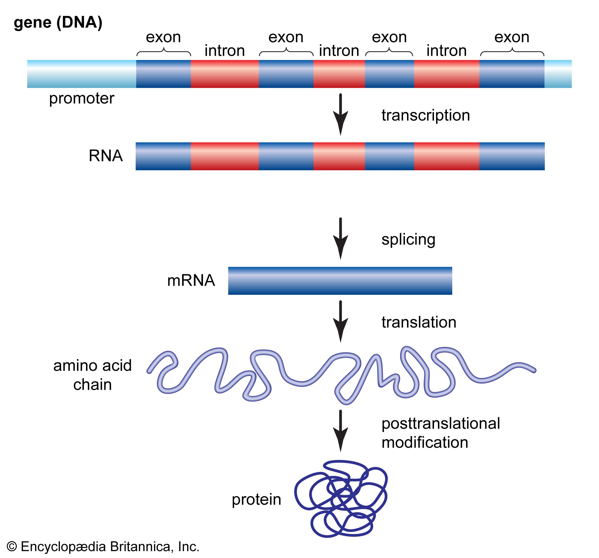Transcripción genética