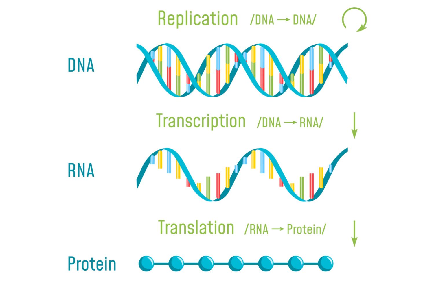 Transcripción de ADN